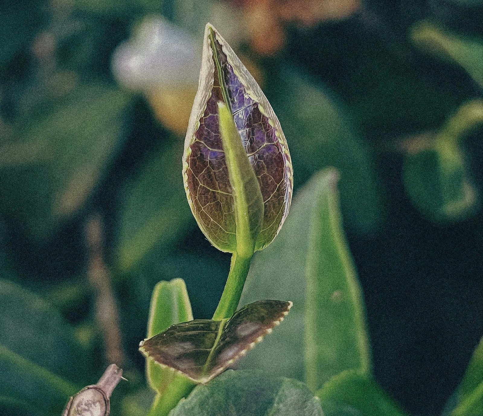 Pure Tieguanyin Variety