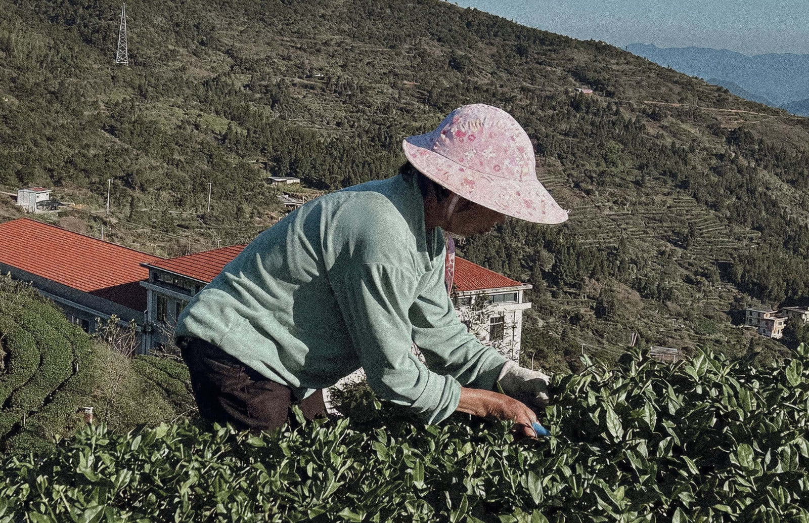 Tieguanyin harvest