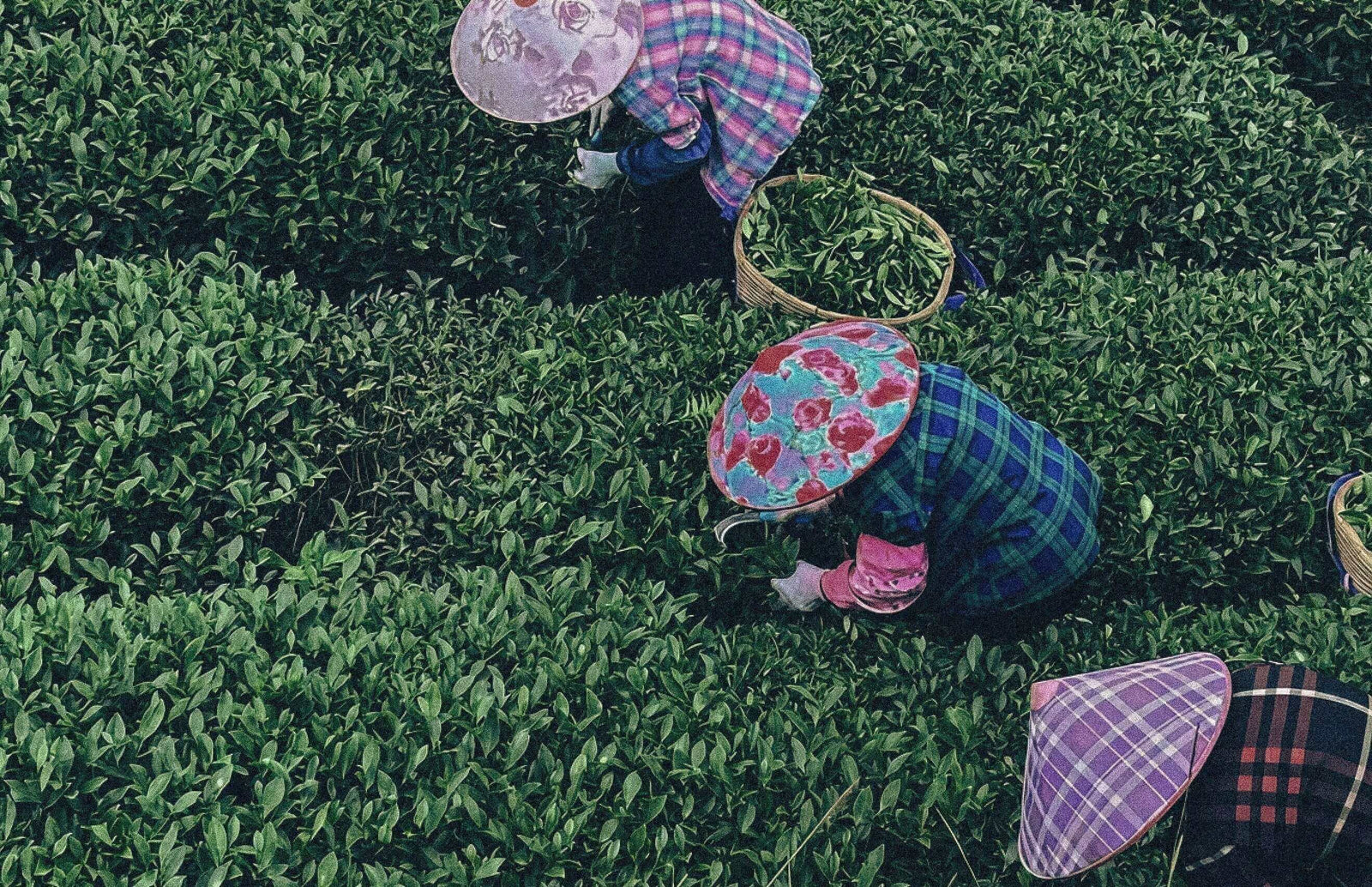 Heritage tea farms in Nanyan, Anxi, Fujian